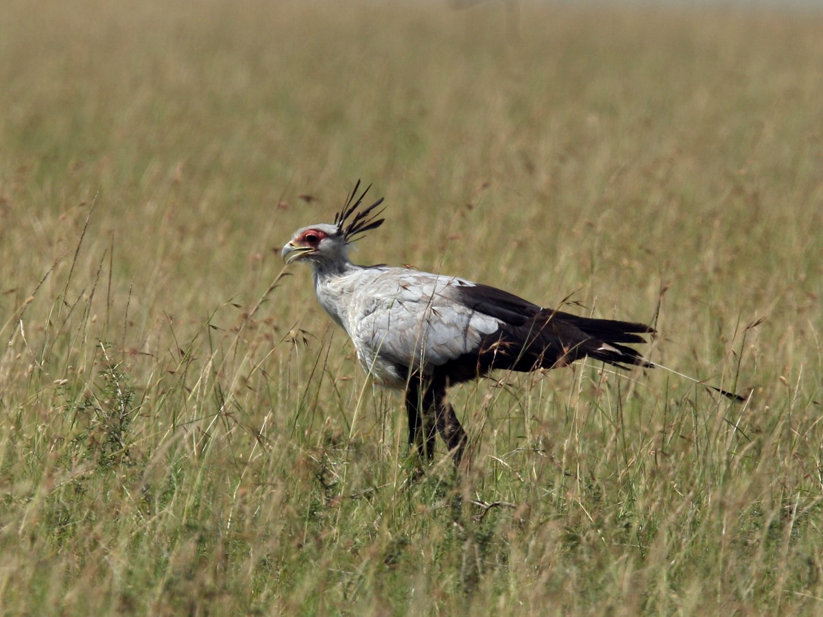 Secretarybird - Qiang Zeng