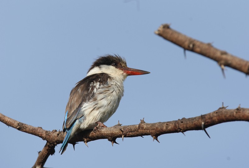 Striped Kingfisher - ML245152211