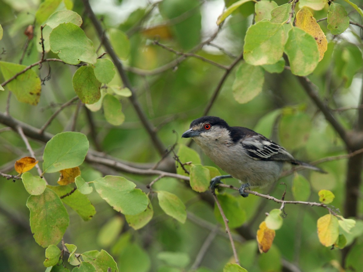 Black-backed Puffback - Qiang Zeng