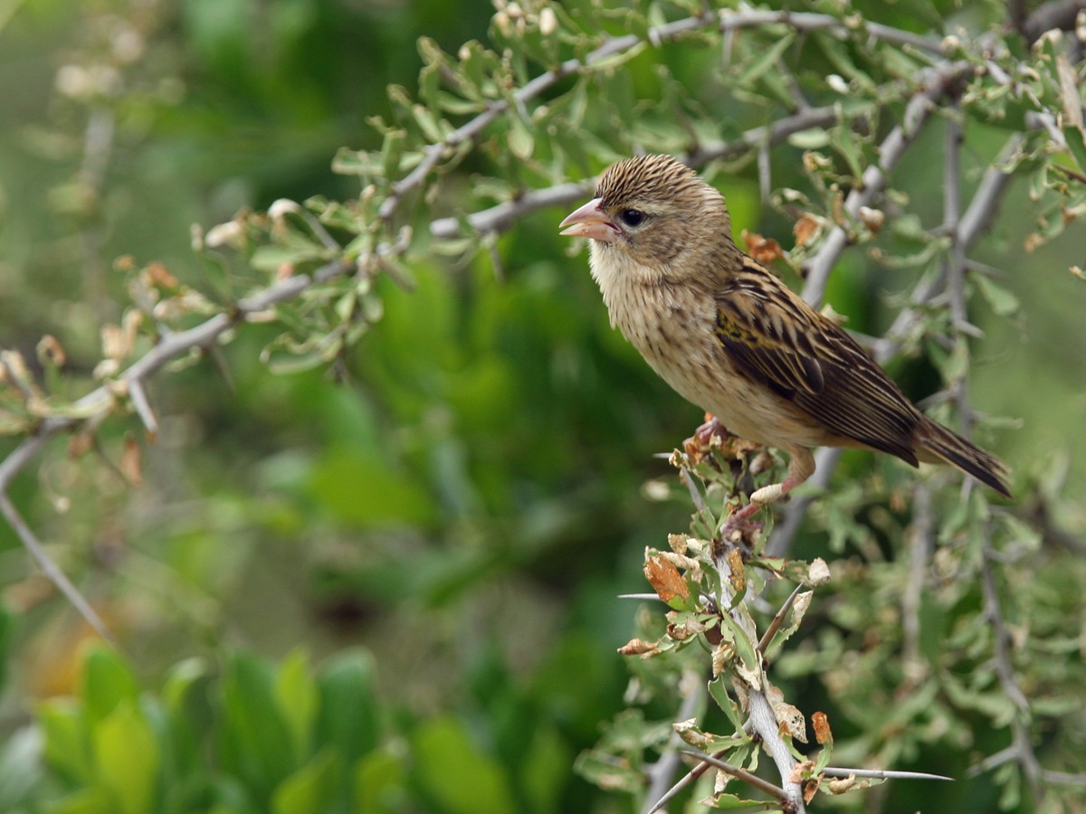 Yellow Bishop - ML245152311