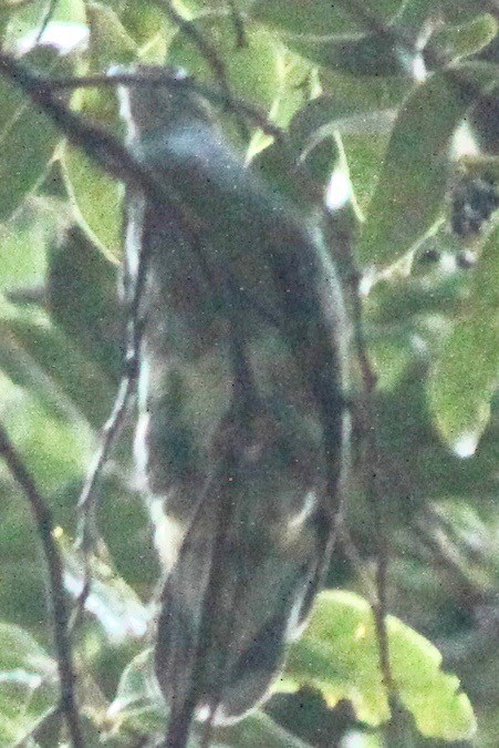 Superb Fruit-Dove - ML245152761