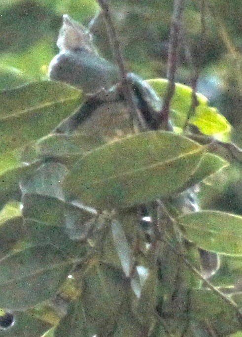 Superb Fruit-Dove - ML245152771