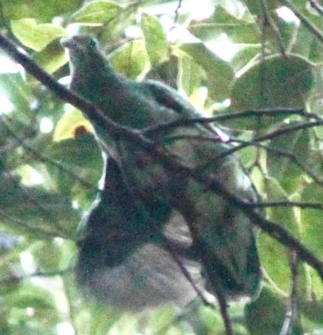 Superb Fruit-Dove - ML245152781