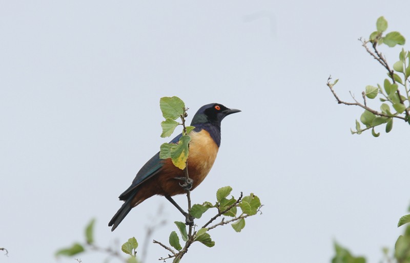 Hildebrandt's Starling - ML245152971