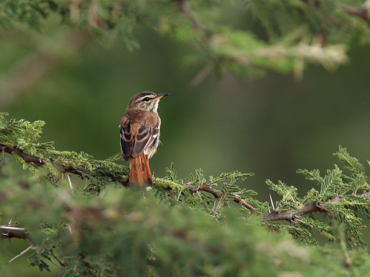 Red-backed Scrub-Robin - Qiang Zeng