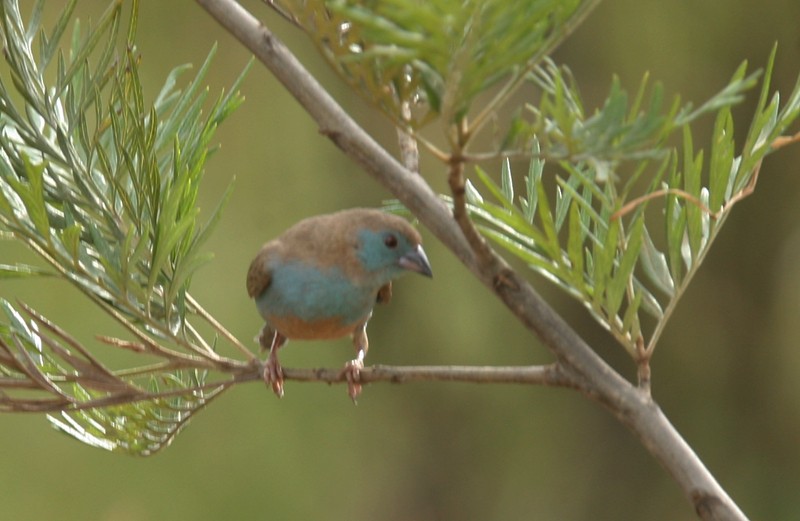 Red-cheeked Cordonbleu - Qiang Zeng