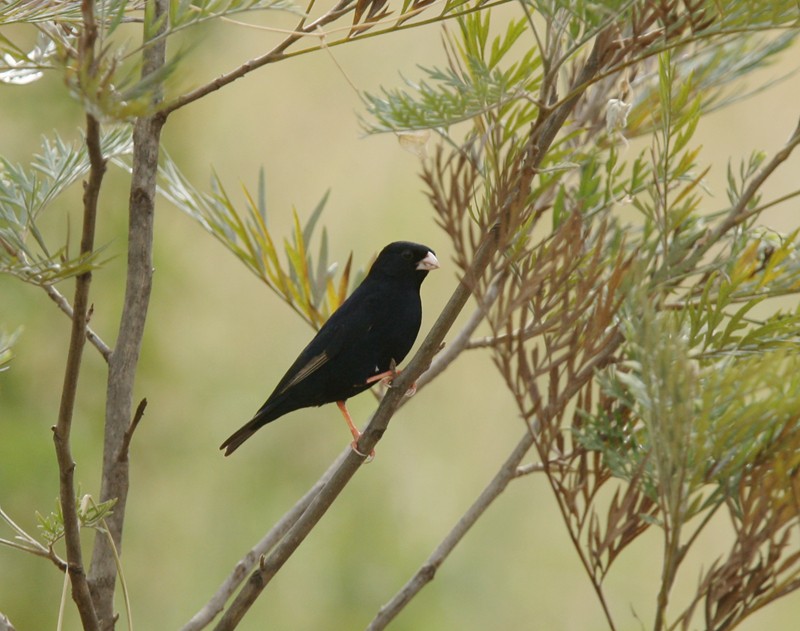 Village Indigobird - Qiang Zeng