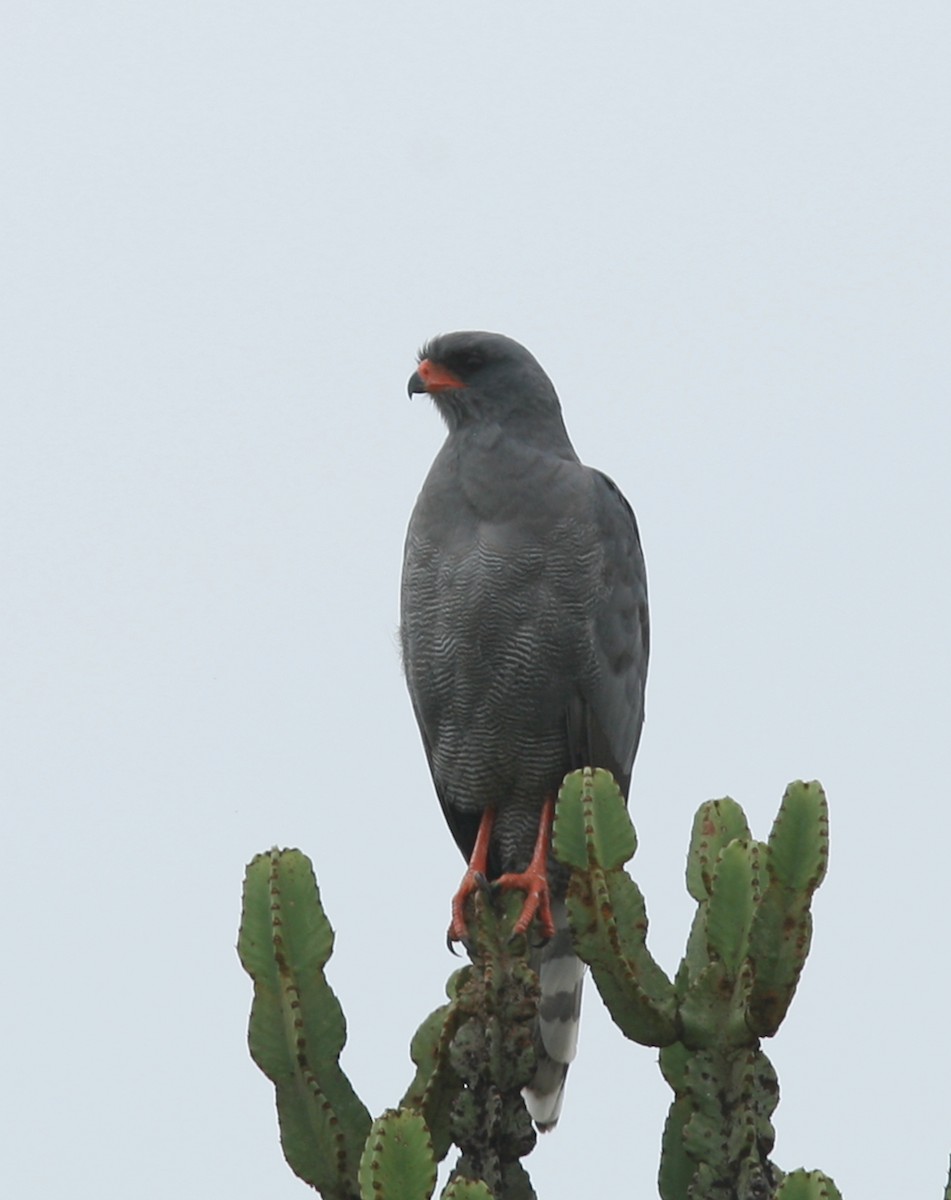 Dark Chanting-Goshawk - Qiang Zeng