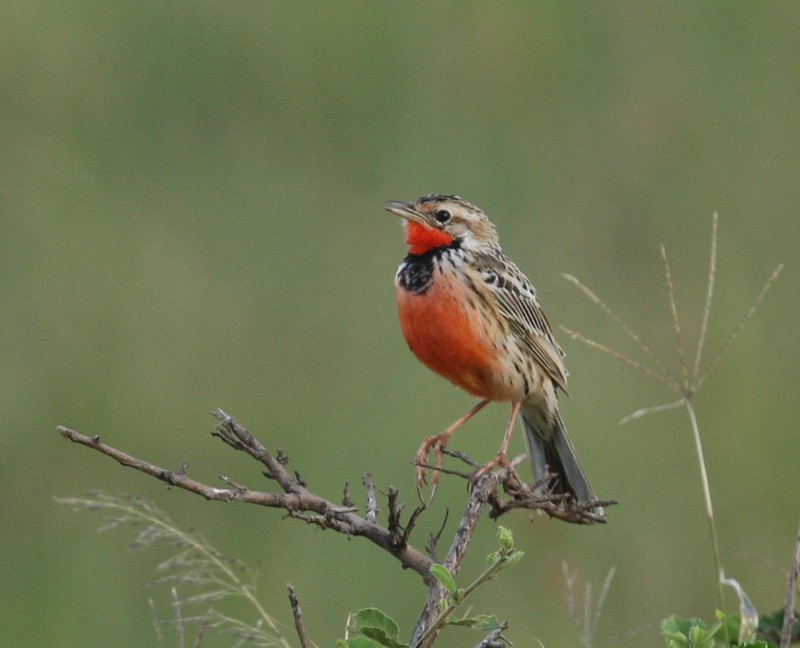 Rosy-throated Longclaw - ML245153611