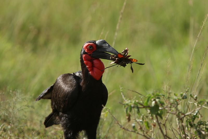 Southern Ground-Hornbill - ML245153741