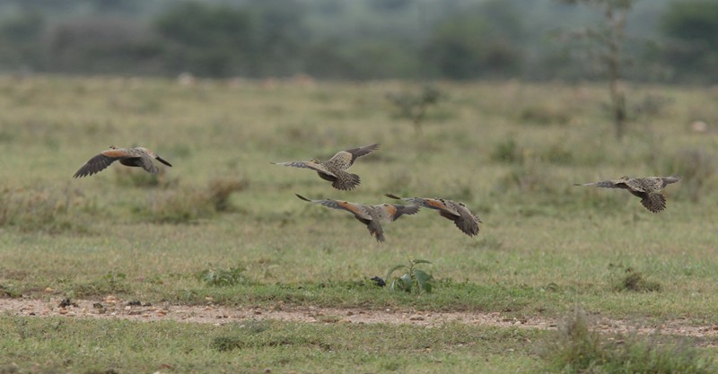 Yellow-throated Sandgrouse - ML245154911