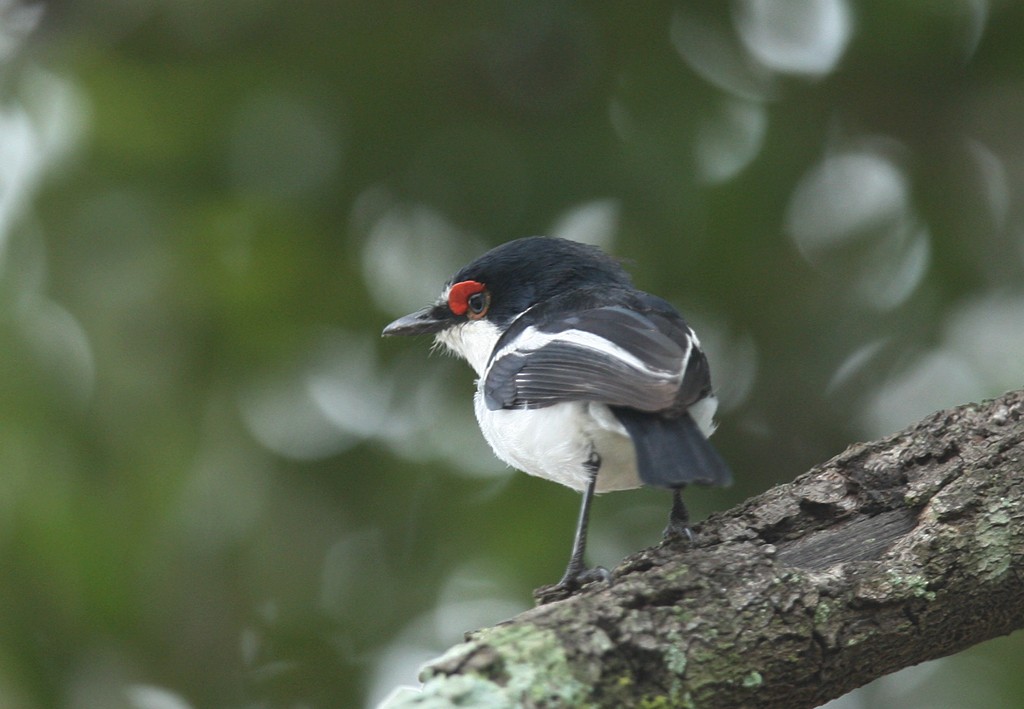 Brown-throated Wattle-eye - Qiang Zeng