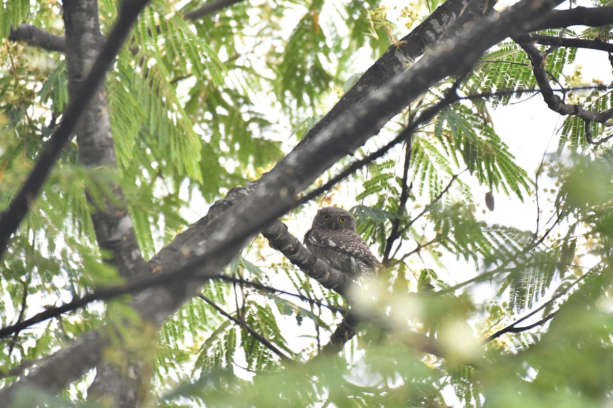 Asian Barred Owlet - ML245154991