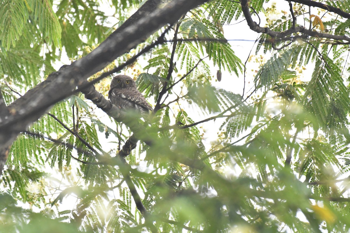 Asian Barred Owlet - ML245155001