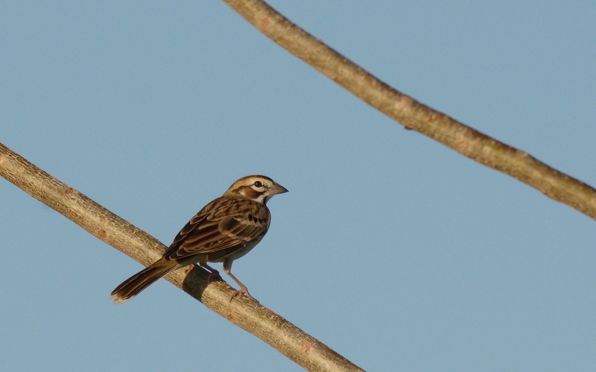 Lark Sparrow - Luis Trinchan