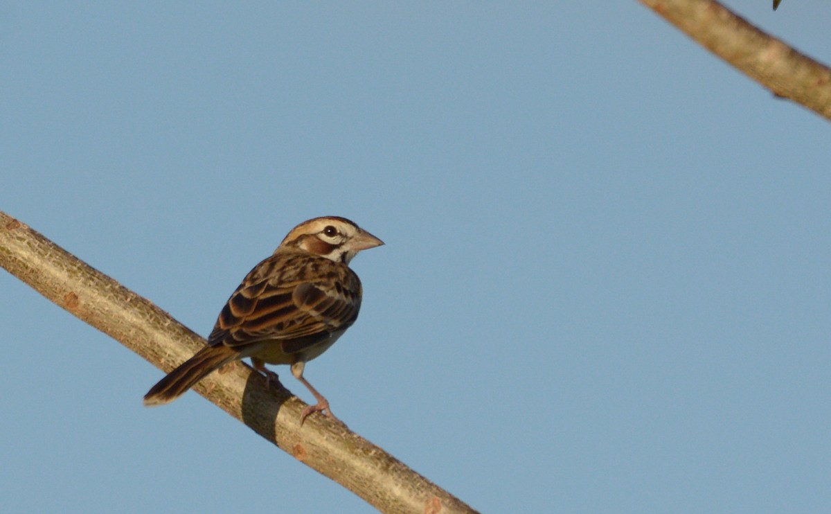 Lark Sparrow - Luis Trinchan