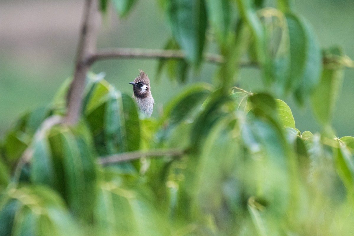 Himalayan Bulbul - ML245155831