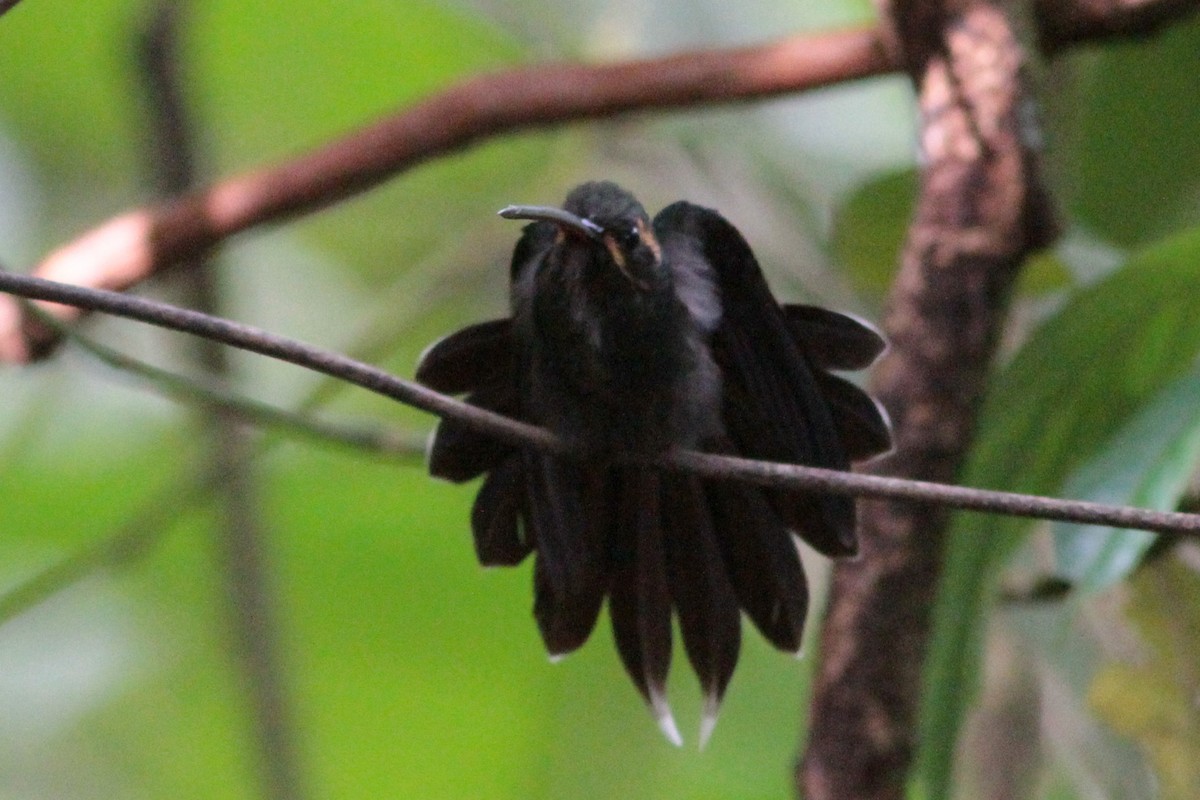 kolibřík šedobřichý - ML245155971