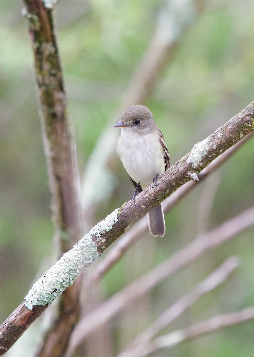 Alder Flycatcher - ML245156121