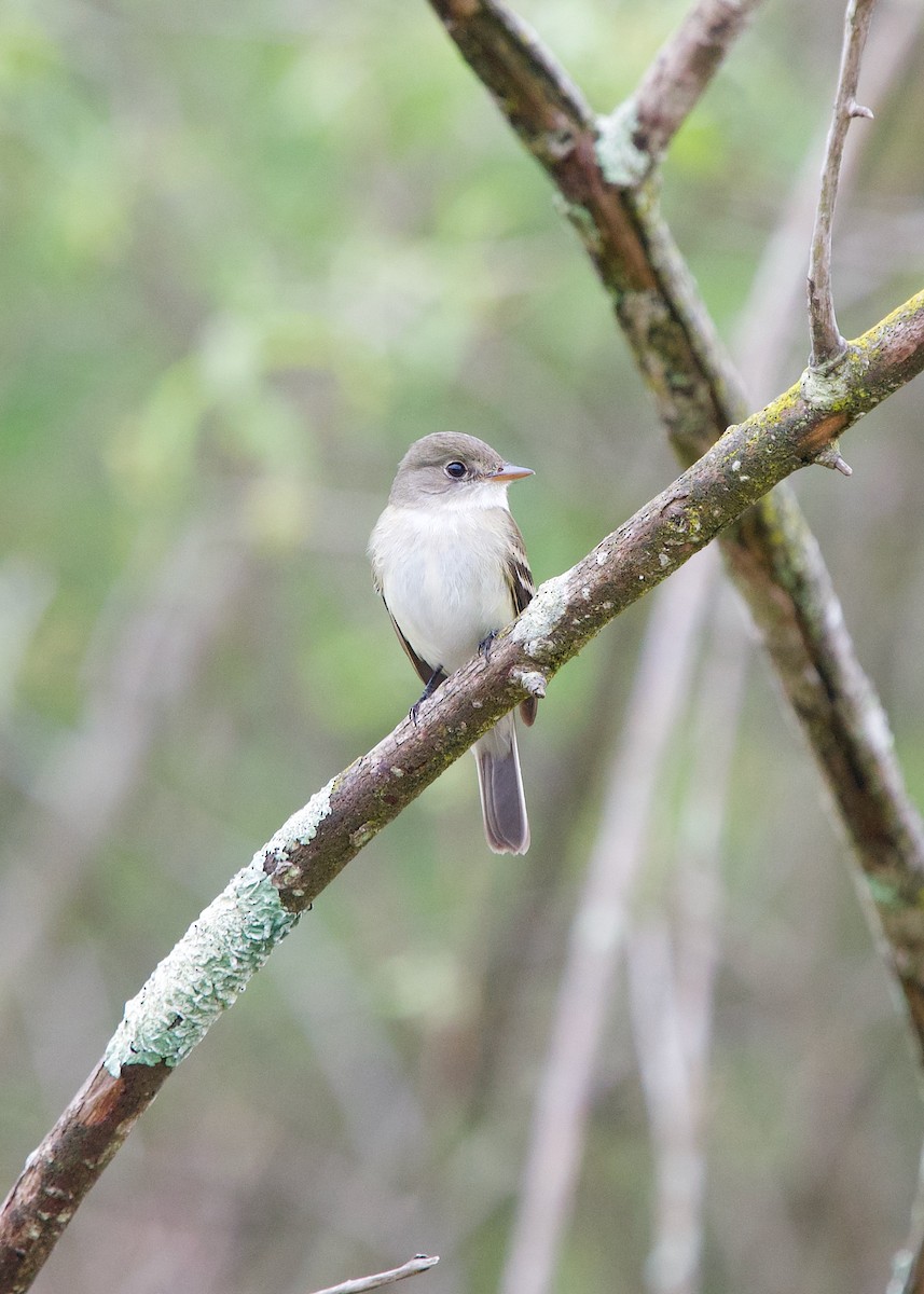 Alder Flycatcher - ML245156131