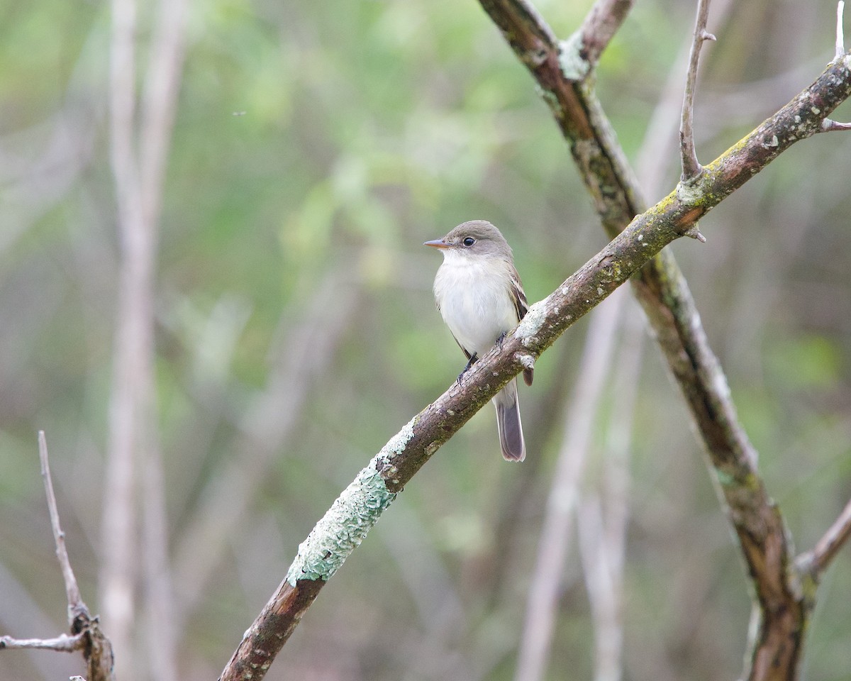 Alder Flycatcher - ML245156141