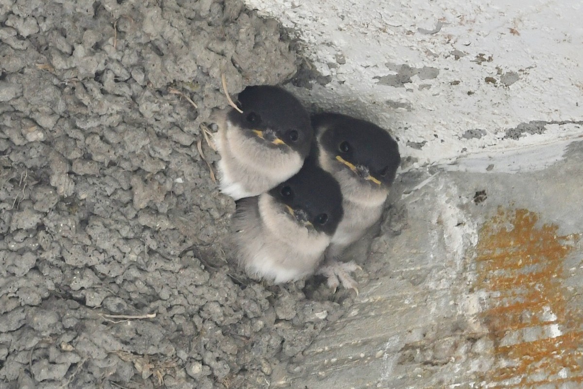 Asian House-Martin - ML245156901