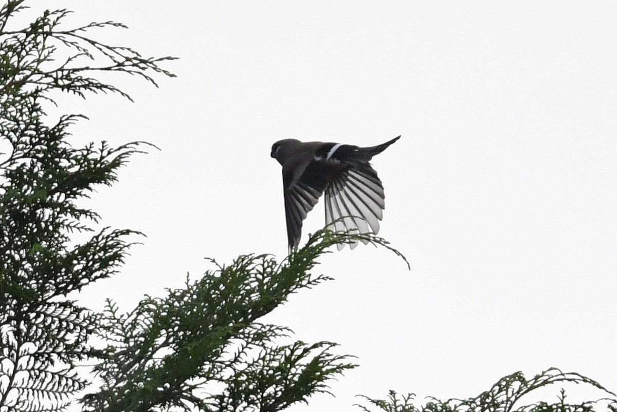Brown Bullfinch - ML245157001