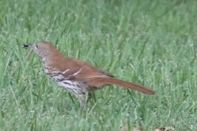 Brown Thrasher - ML245160521