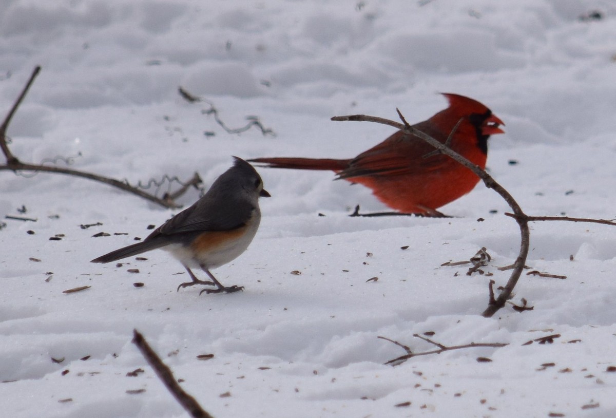 Tufted Titmouse - Mary  McMahon