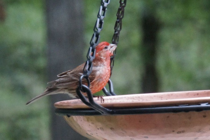 House Finch - ML245162741