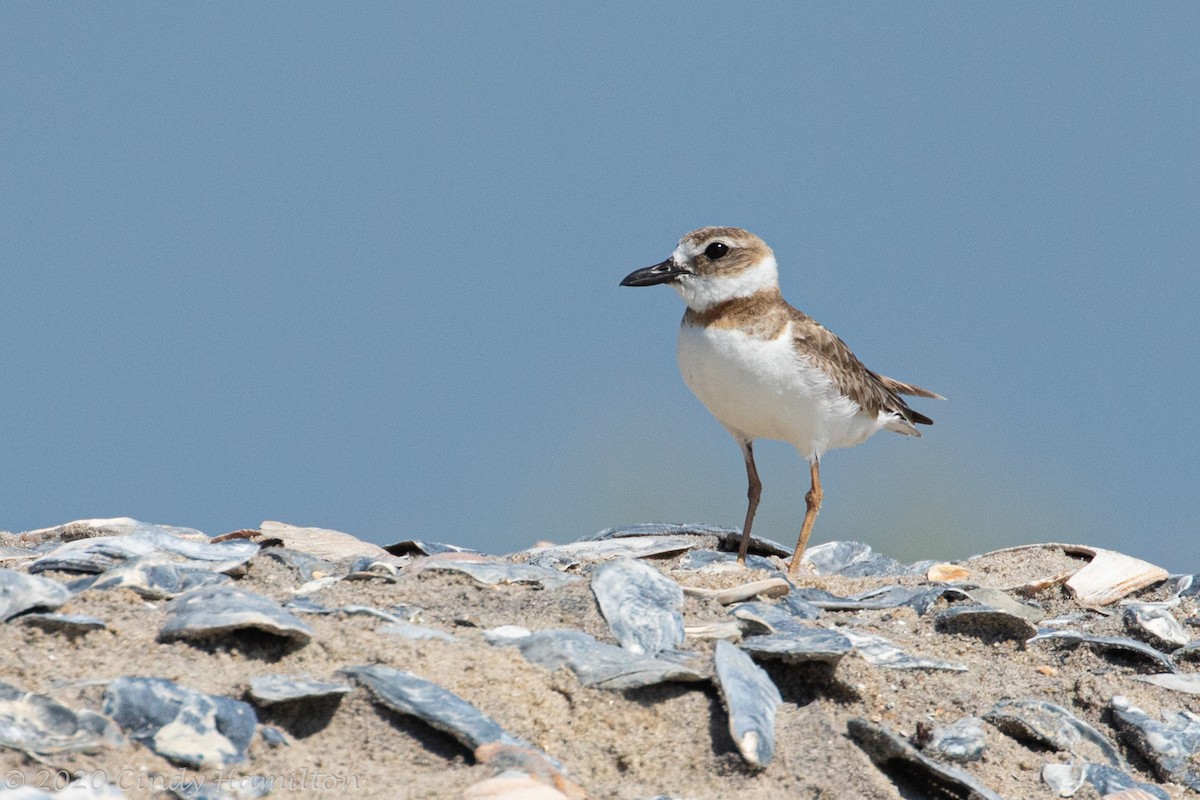 Wilson's Plover - Cindy Hamilton