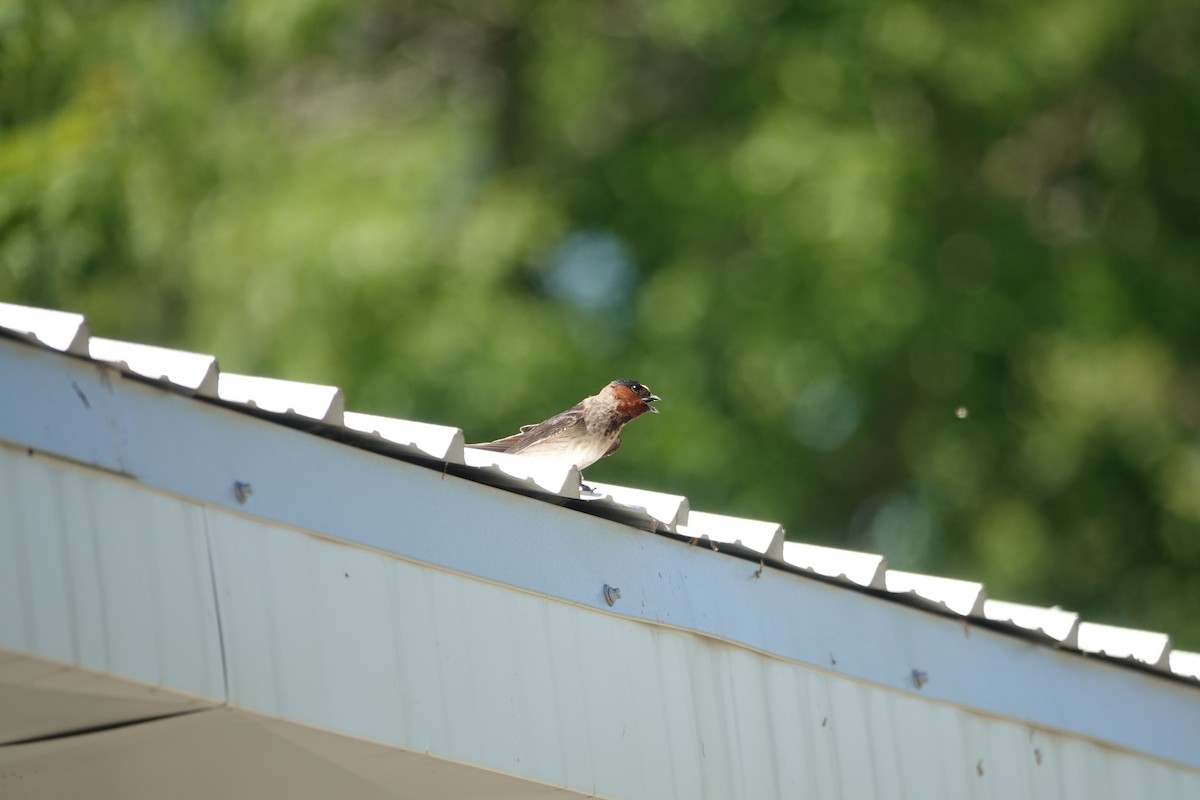 Cliff Swallow - ML245165361