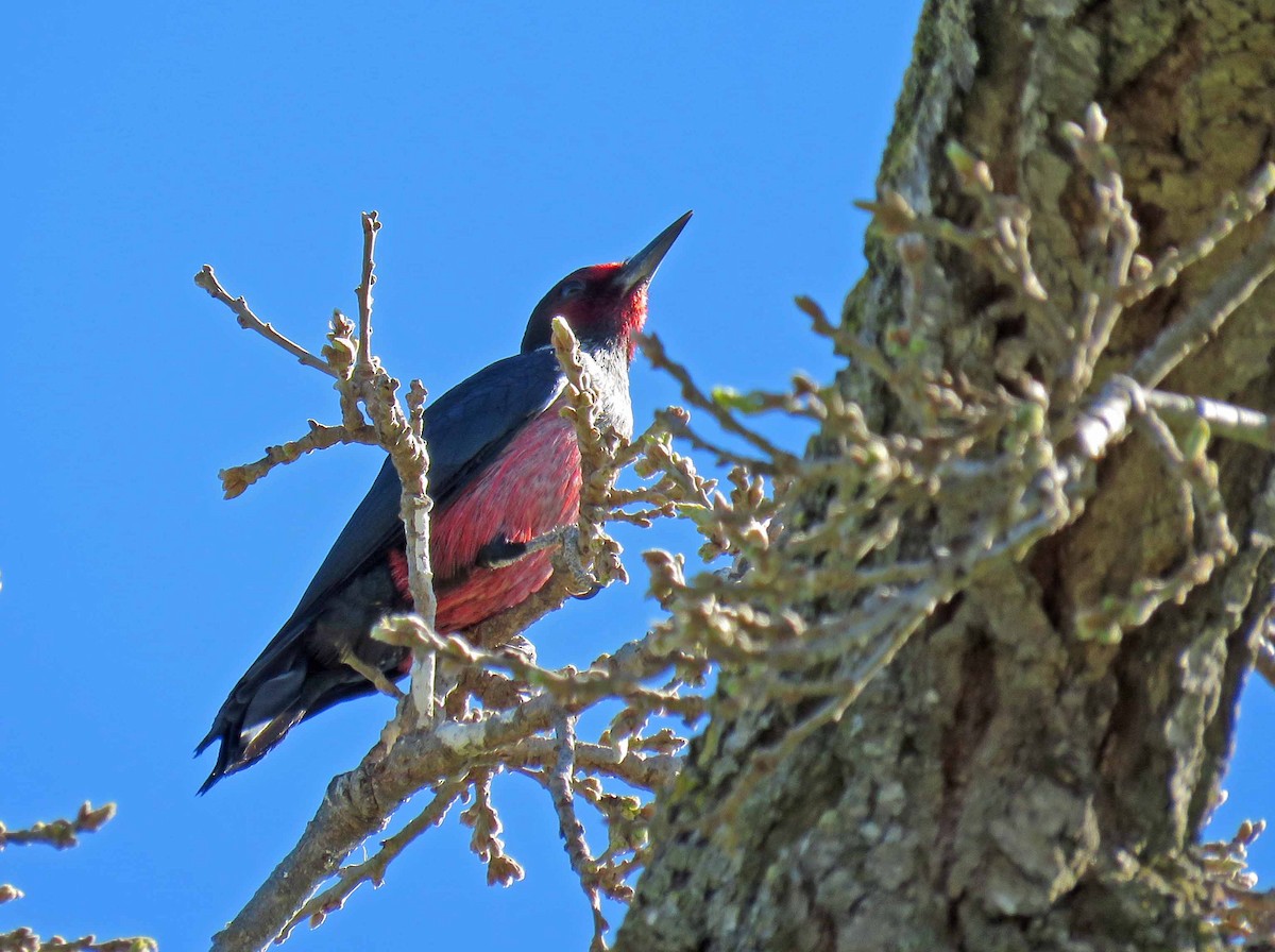 Lewis's Woodpecker - ML24516651