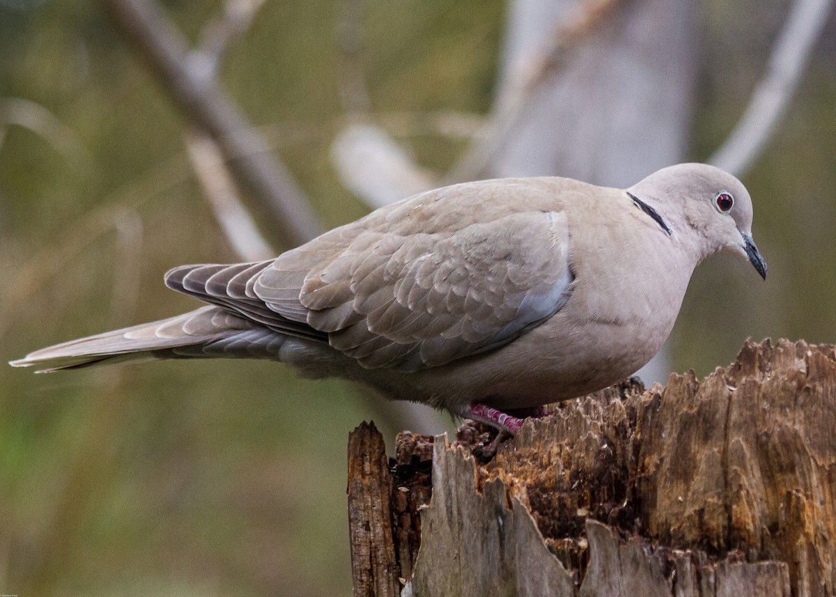 Eurasian Collared-Dove - ML245166551