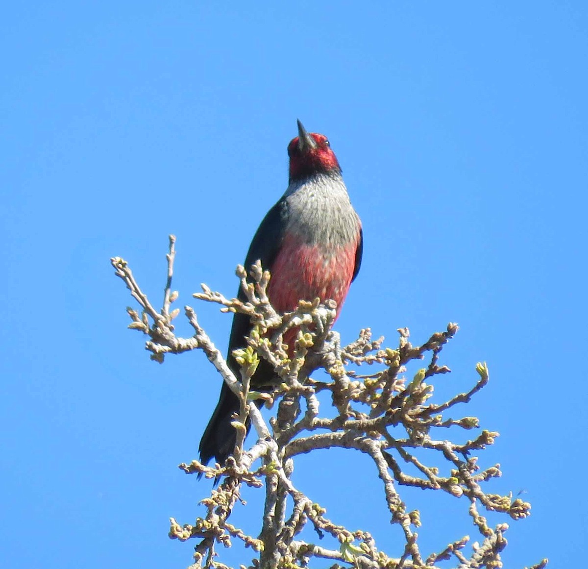 Lewis's Woodpecker - ML24516671