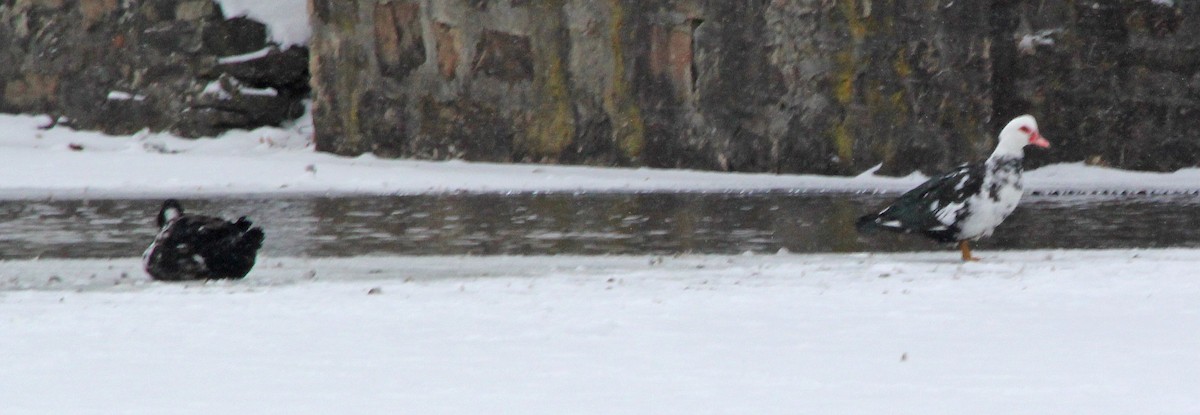 Muscovy Duck (Domestic type) - ML24516701