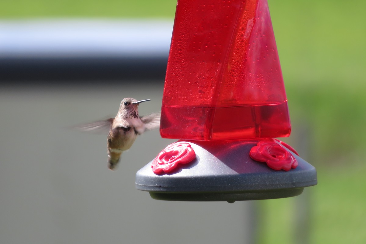 Calliope Hummingbird - ML245167411