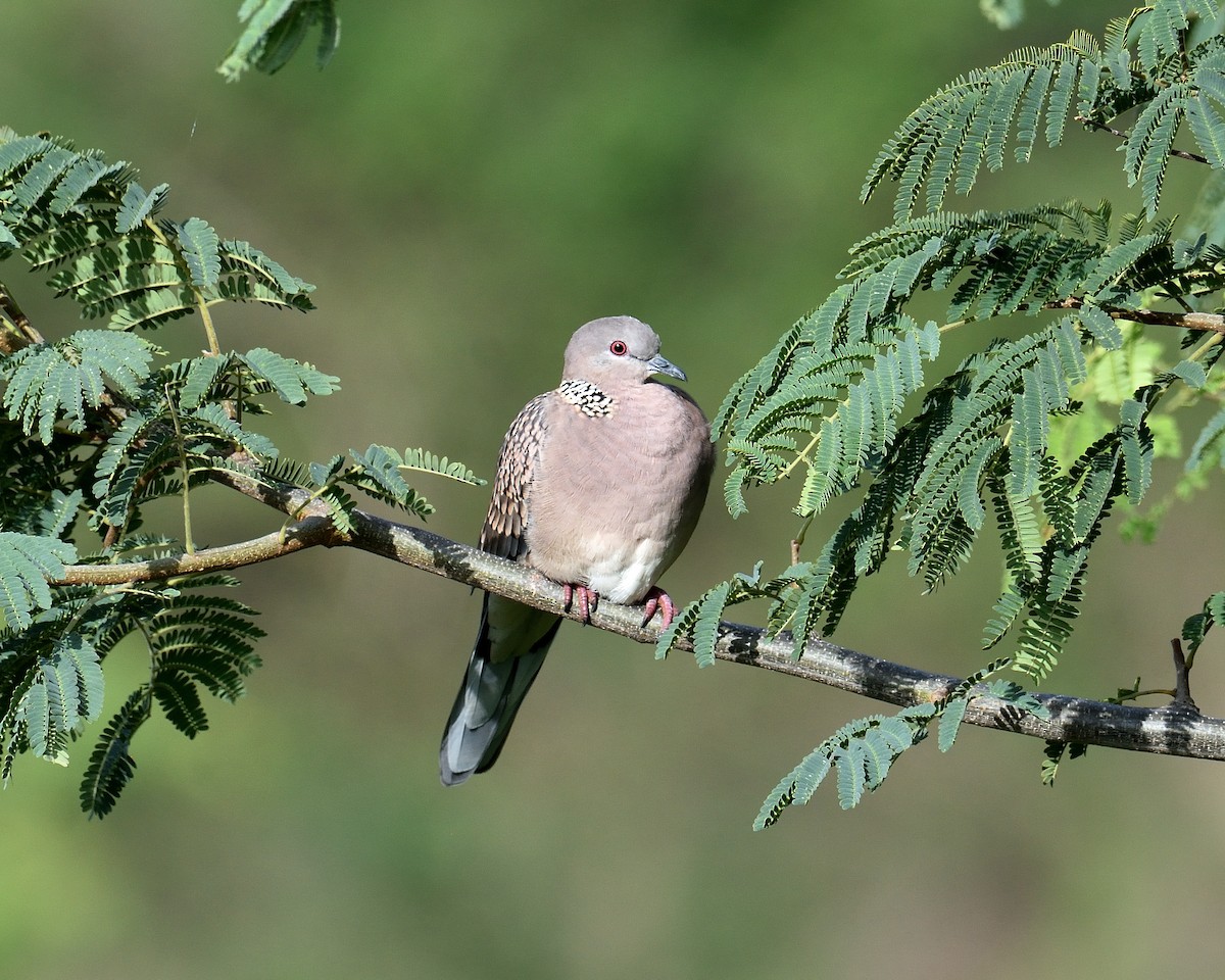 Spotted Dove - ML245167801