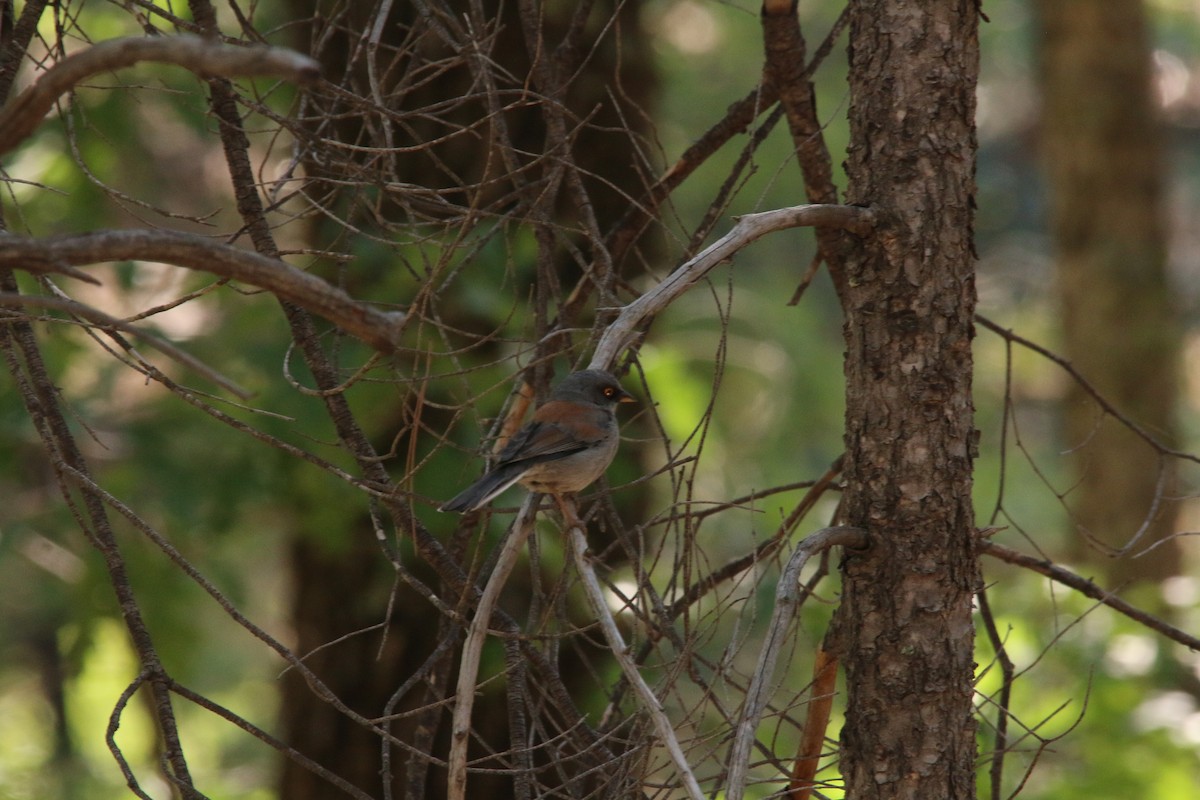 Junco aux yeux jaunes - ML245168121