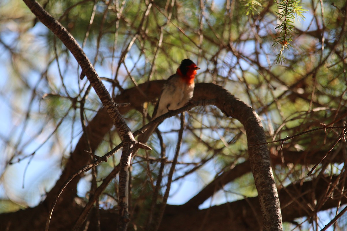 Red-faced Warbler - ML245168301