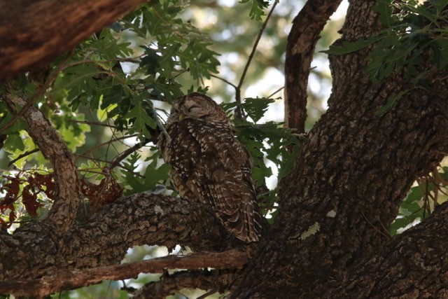 Spotted Owl - ML245168311