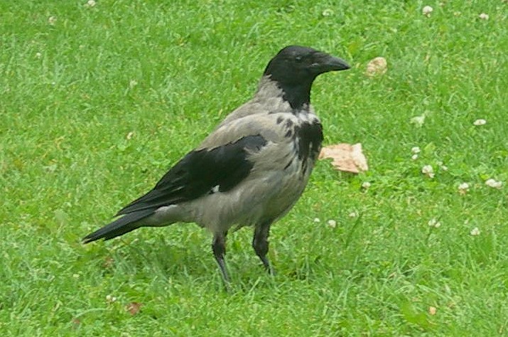 Hooded Crow - ML245168911