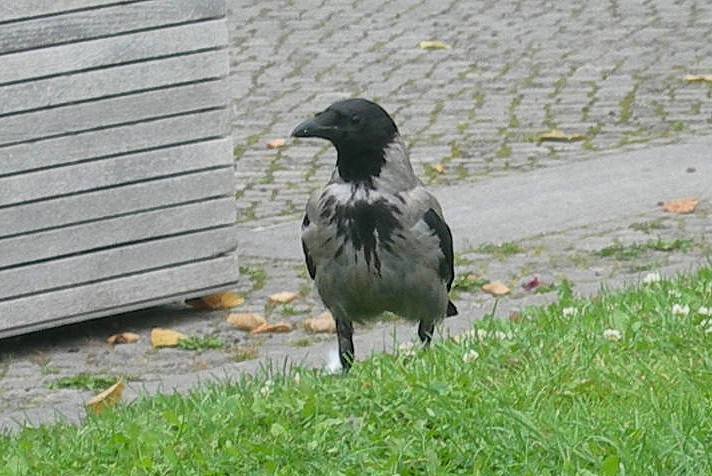 Hooded Crow - ML245168931