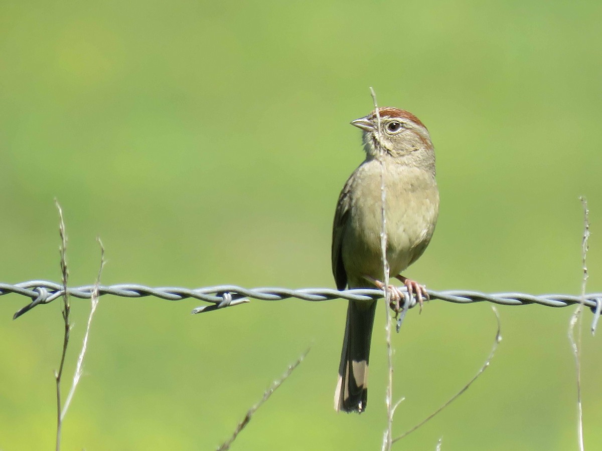 Rufous-crowned Sparrow - Sharon Hull