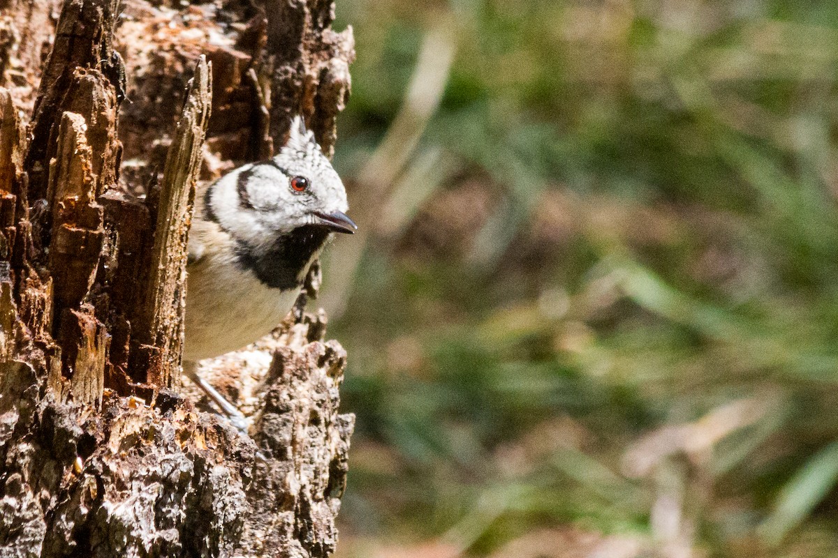 Crested Tit - ML245169681