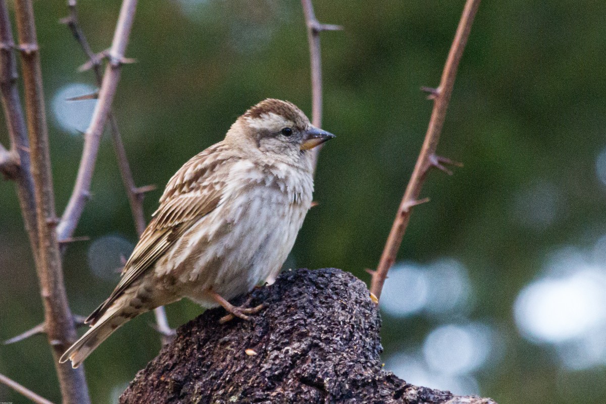 Rock Sparrow - ML245169821