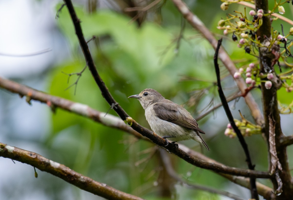 Plain Flowerpecker - ML245170481