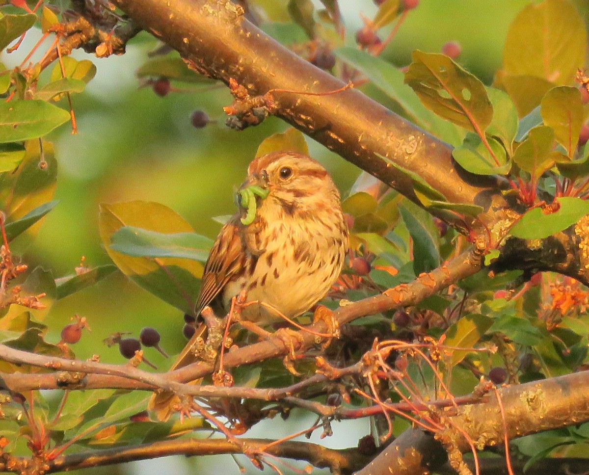 Song Sparrow - ML245172161