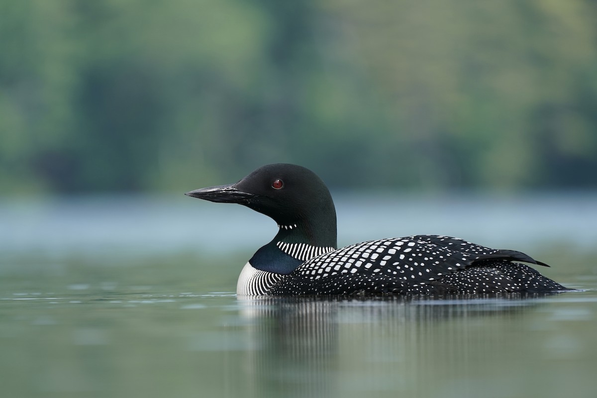 Common Loon - Christian Hagenlocher