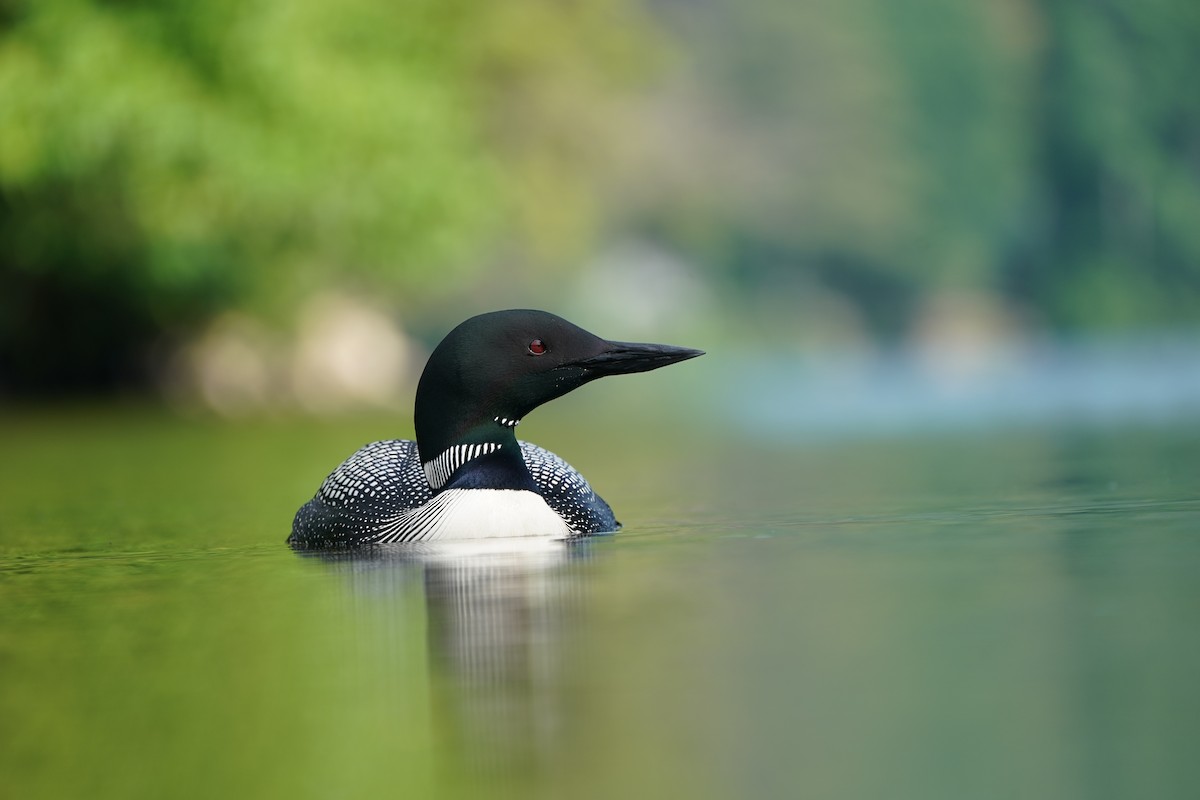 Common Loon - ML245172281